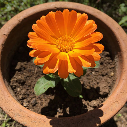 Orange Tithonia flower seeds