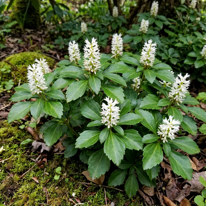 Pachysandra flower seeds