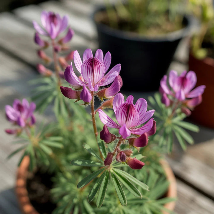 Astragalus Lavender flower seeds