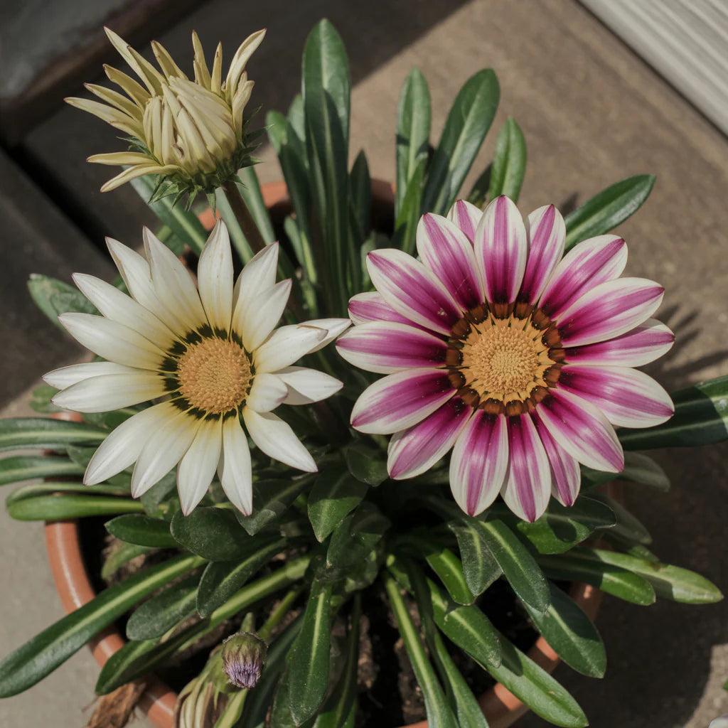 White Purple flower seeds