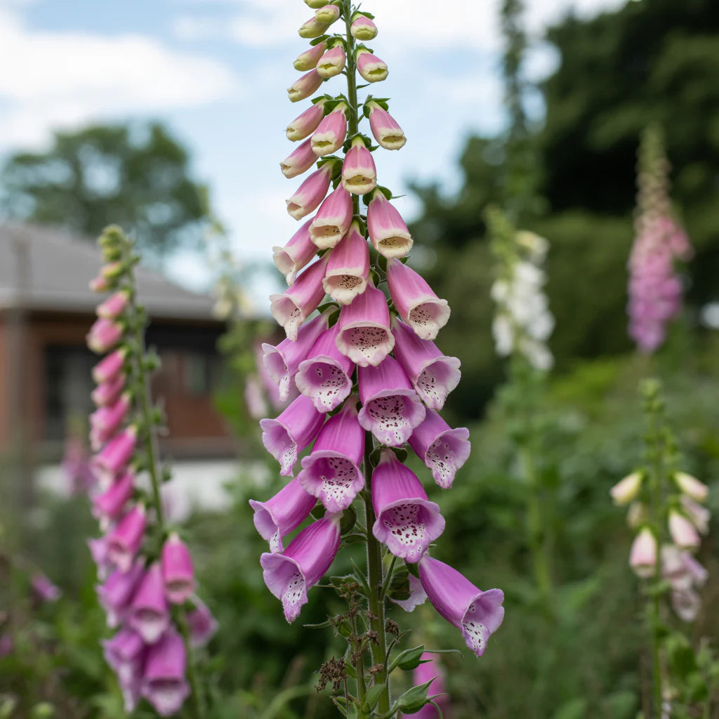 Pink Climbing flower seeds