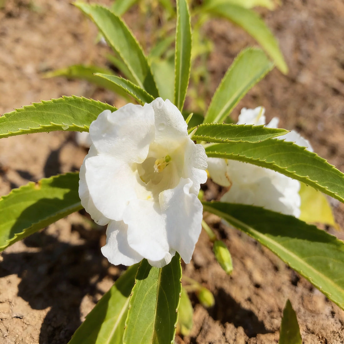 White Balsamina flower seeds