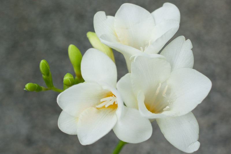 White Freesia Flower Seeds for Planting – Heirloom Non-GMO Garden Seeds