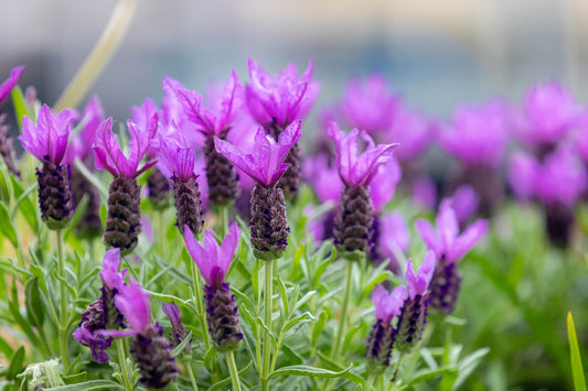 French Lavender Flower Seeds for Planting – Heirloom Non-GMO Garden Seeds