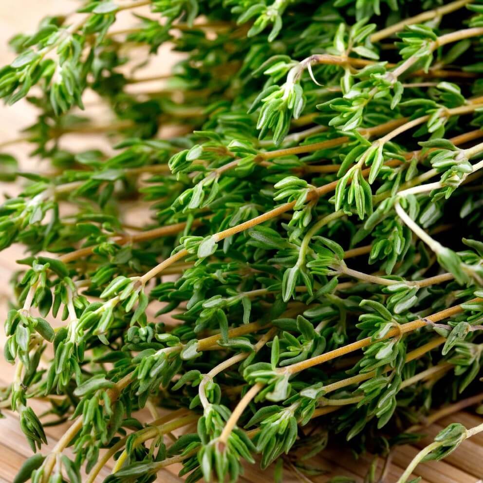 French Thyme Herb Seeds for planting with aromatic green thyme foliage and delicate flowers