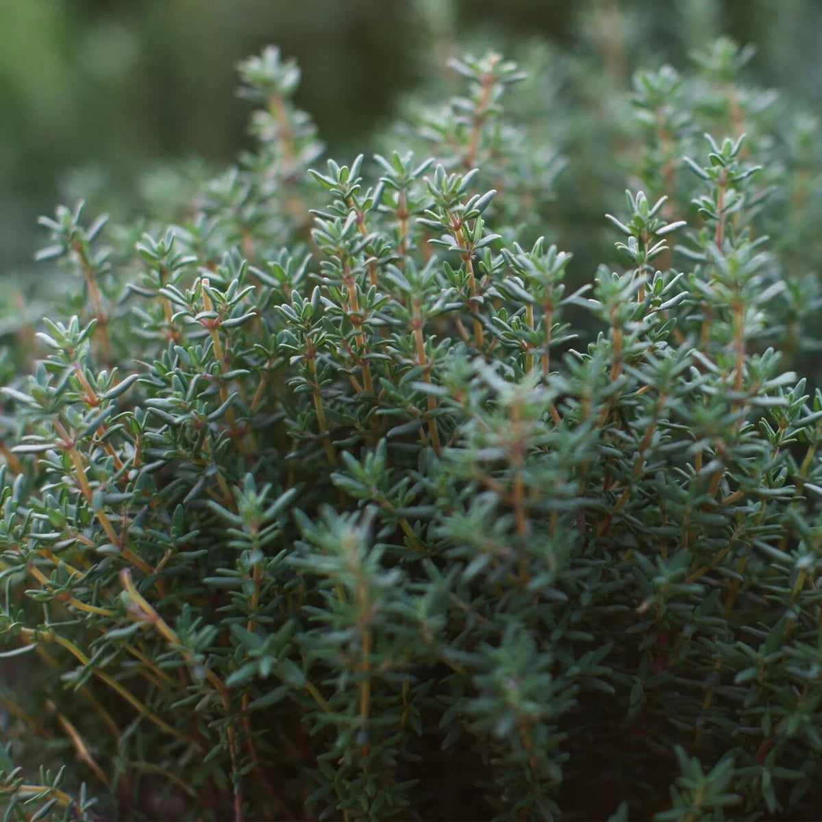 French Thyme Herb Seeds for planting with aromatic green thyme foliage and delicate flowers