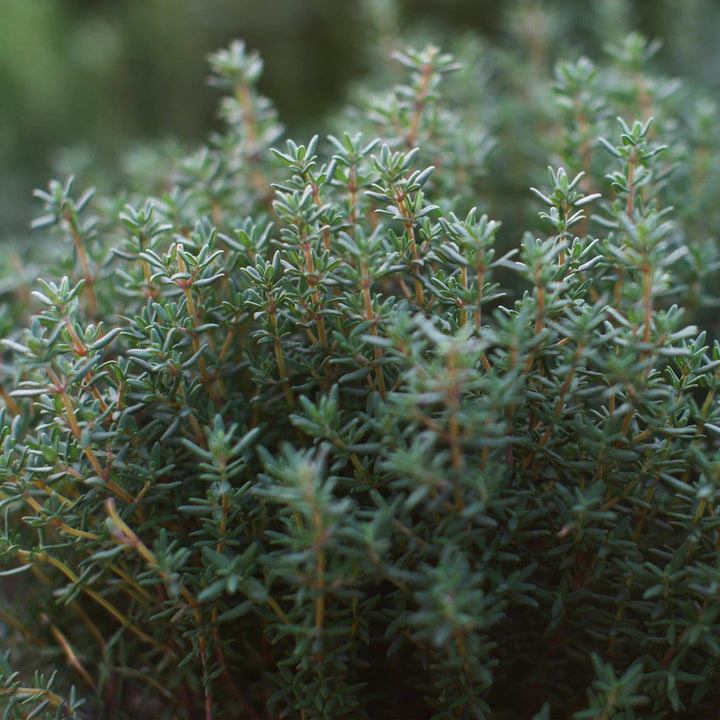 French Thyme Herb Seeds for Planting – Heirloom Non-GMO Garden Seeds
