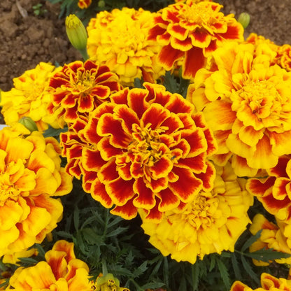 Durango Bee Marigold plant
