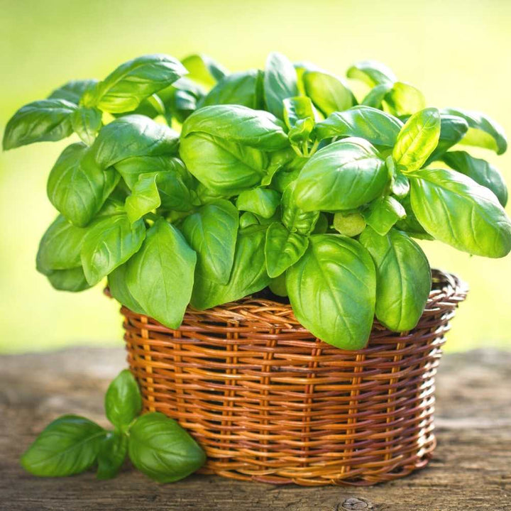 Basil herb plants growing with fresh green leaves in a sunny home garden