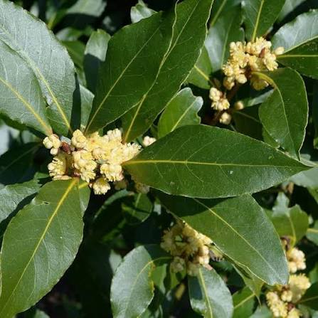 Bay Laurel Growing in Mediterranean Herb Garden