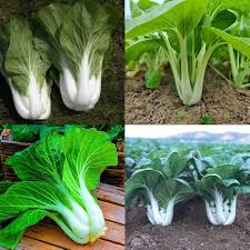 Heirloom Bok Choy Growing in Raised Garden Bed