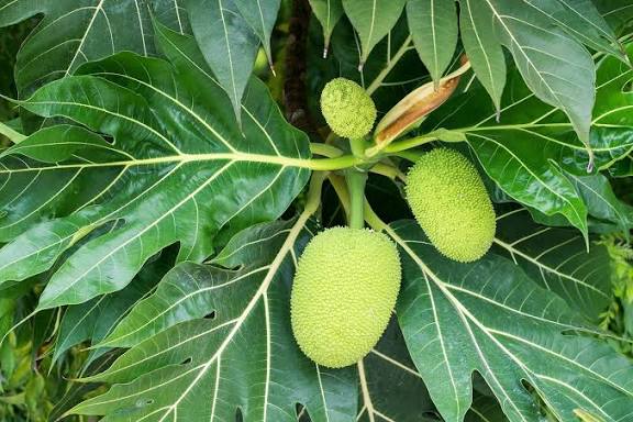 Fresh breadfruit seeds for planting and growing a tropical breadfruit tree with broad green leaves and edible fruit in a warm-climate garden.