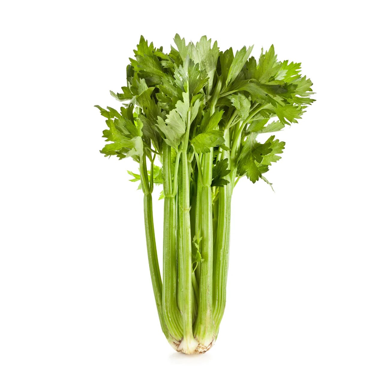 Celery seeds for planting with fresh green celery plants in a home vegetable garden
