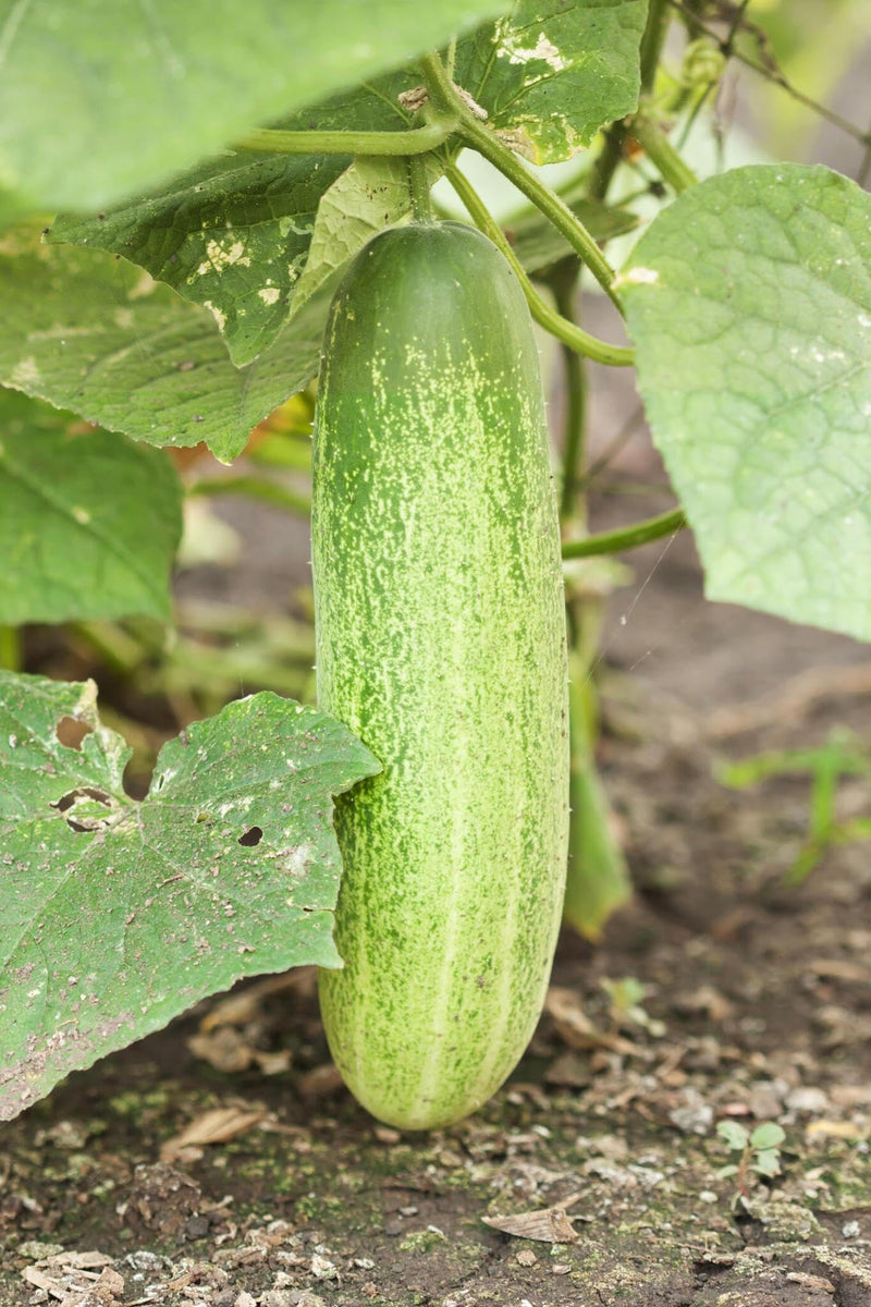 Hybrid Cucumber Seeds for Planting – Heirloom Non-GMO Garden Seeds
