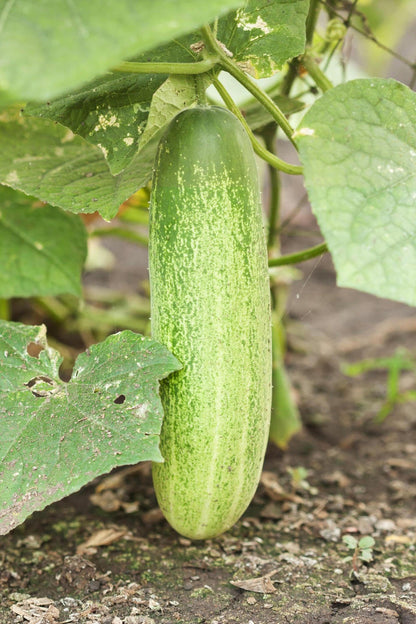 Hybrid Cucumber Seeds for Planting – Heirloom Non-GMO Garden Seeds