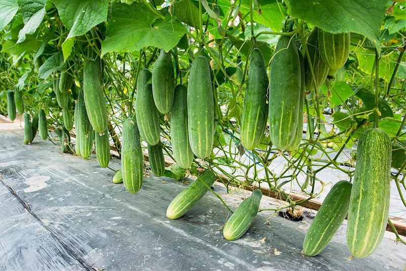 Cucumber Seeds for Planting – Heirloom Non-GMO Garden Seeds