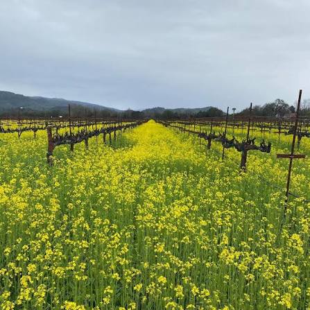 Fresh Southern Giant Curled Mustard Greens Harvest