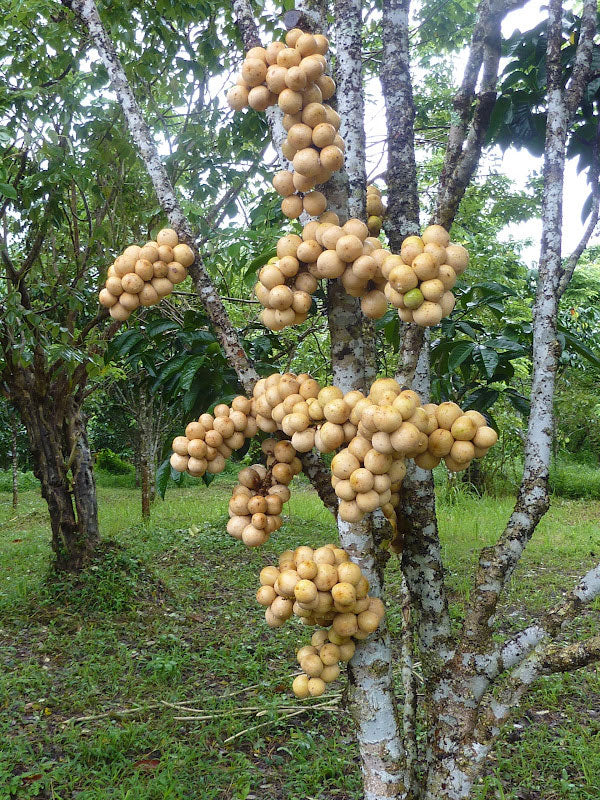 Fresh duku fruit seeds beside ripe pale-yellow duku fruits with translucent white flesh and glossy green leaves, showcasing a tropical evergreen fruit tree.