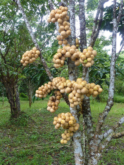 Fresh duku fruit seeds beside ripe pale-yellow duku fruits with translucent white flesh and glossy green leaves, showcasing a tropical evergreen fruit tree.