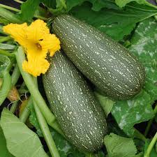 Grey Zucchini Seeds for Planting