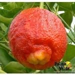 lemon fruit seeds
