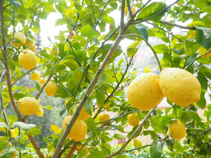 Lemon Fruit Seeds for Planting – Heirloom Non-GMO Garden Seeds