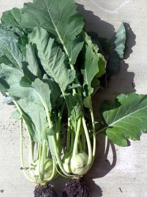 Fresh green Noolkol kohlrabi growing in garden