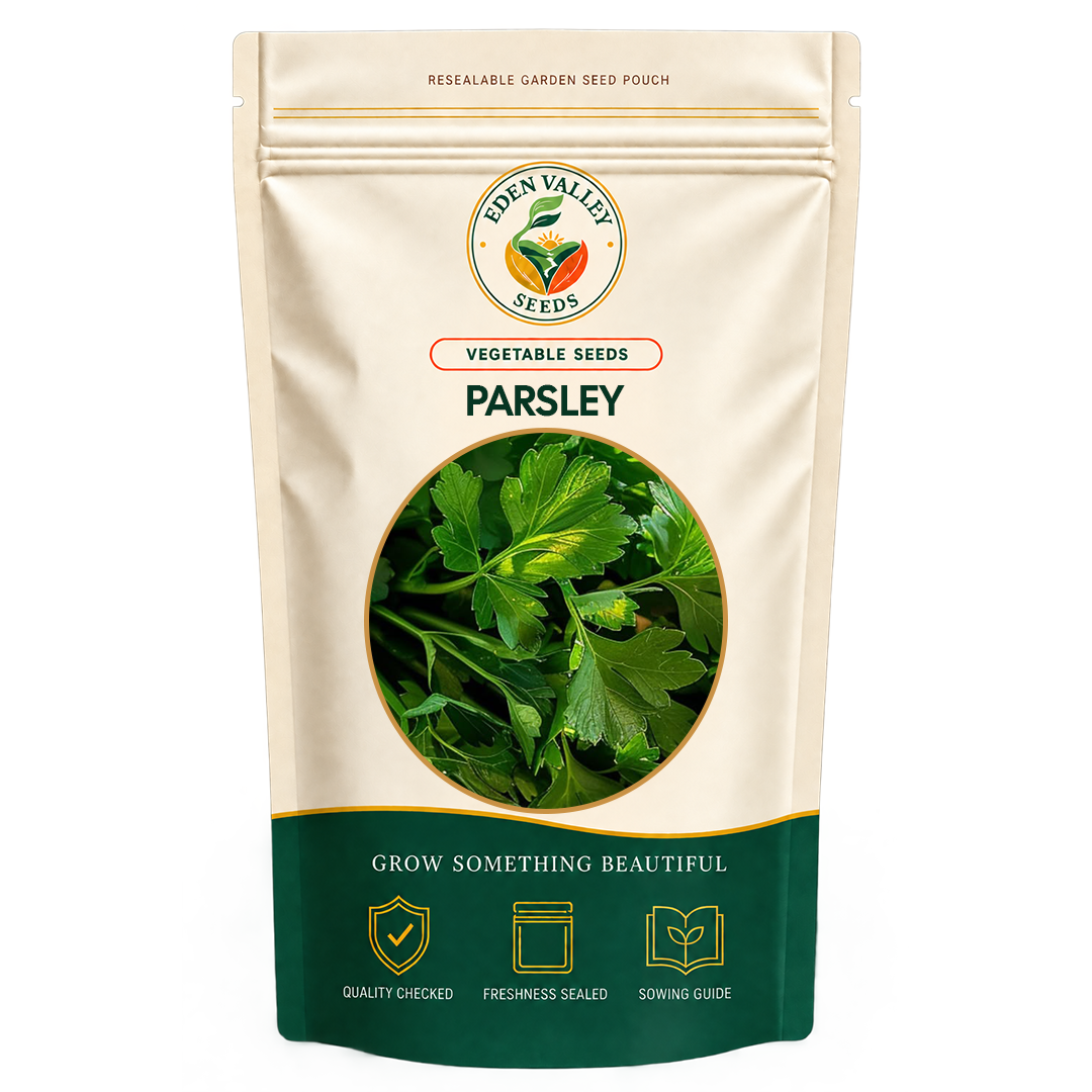 Fresh Parsley plant with lush green leaves