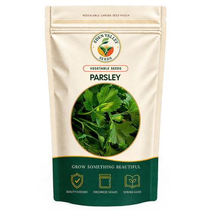 Fresh Parsley plant with lush green leaves