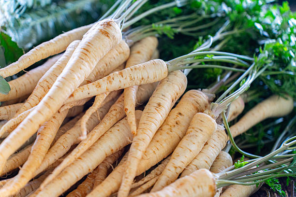 Parsnip vegetable seeds for planting with mature creamy-white parsnip roots in garden soil