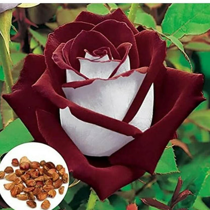 & White Rosa plant