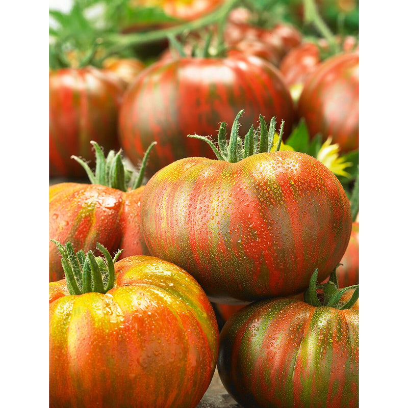 Berkeley Tomato Seeds for Planting – Heirloom Non-GMO Garden Seeds