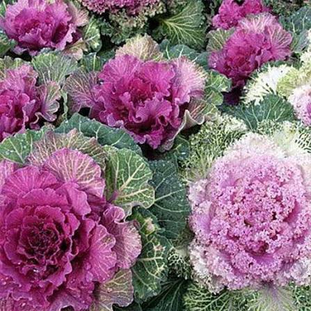 Heirloom Purple Kale Growing in Raised Garden Bed