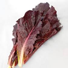 Purple Lettuce Growing in Home Vegetable Garden