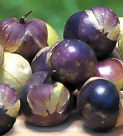 Purple Tomatillos Growing Inside Papery Husks