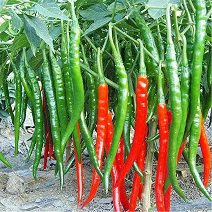 Long Red Cayenne Pepper Seeds for Planting – Heirloom Non-GMO Garden Seeds