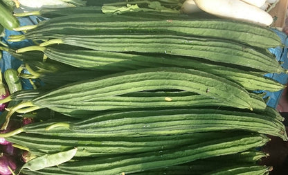 Heirloom Ridge Gourd Growing in Home Garden