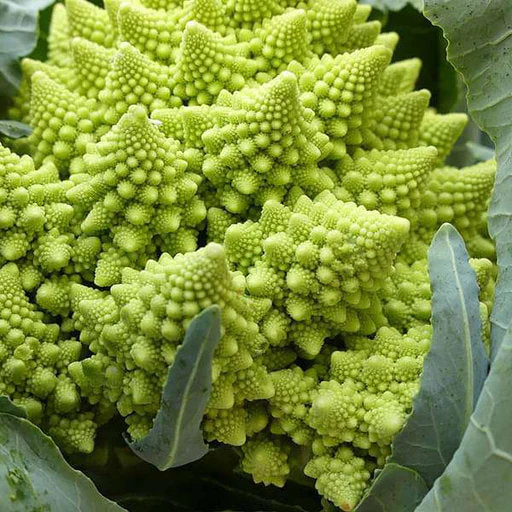 Romanesco vegetable with a bright lime-green head, intricate spiral florets, and broad green leaves growing in a home vegetable garden.