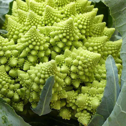 Romanesco vegetable with a bright lime-green head, intricate spiral florets, and broad green leaves growing in a home vegetable garden.
