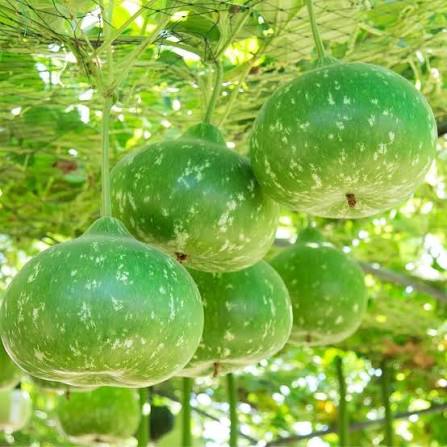 Round Bottle Gourd Seeds for Planting