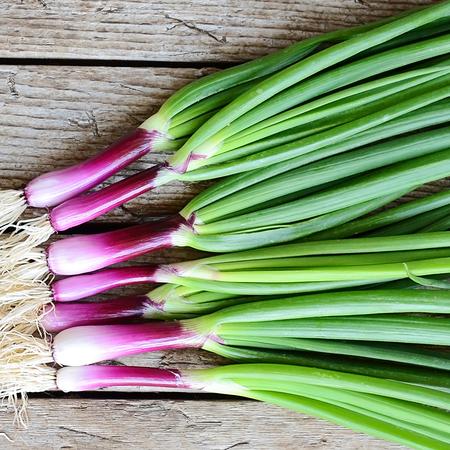 Scallions seeds for planting and growing fresh green onions