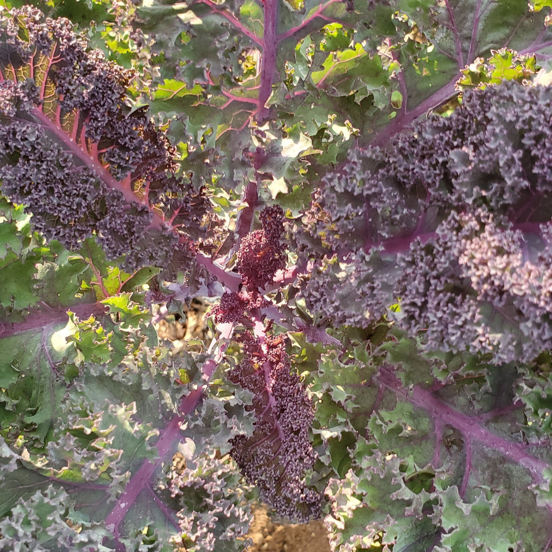  Fresh Scarlet Kale Leaves Harvested from Garden
