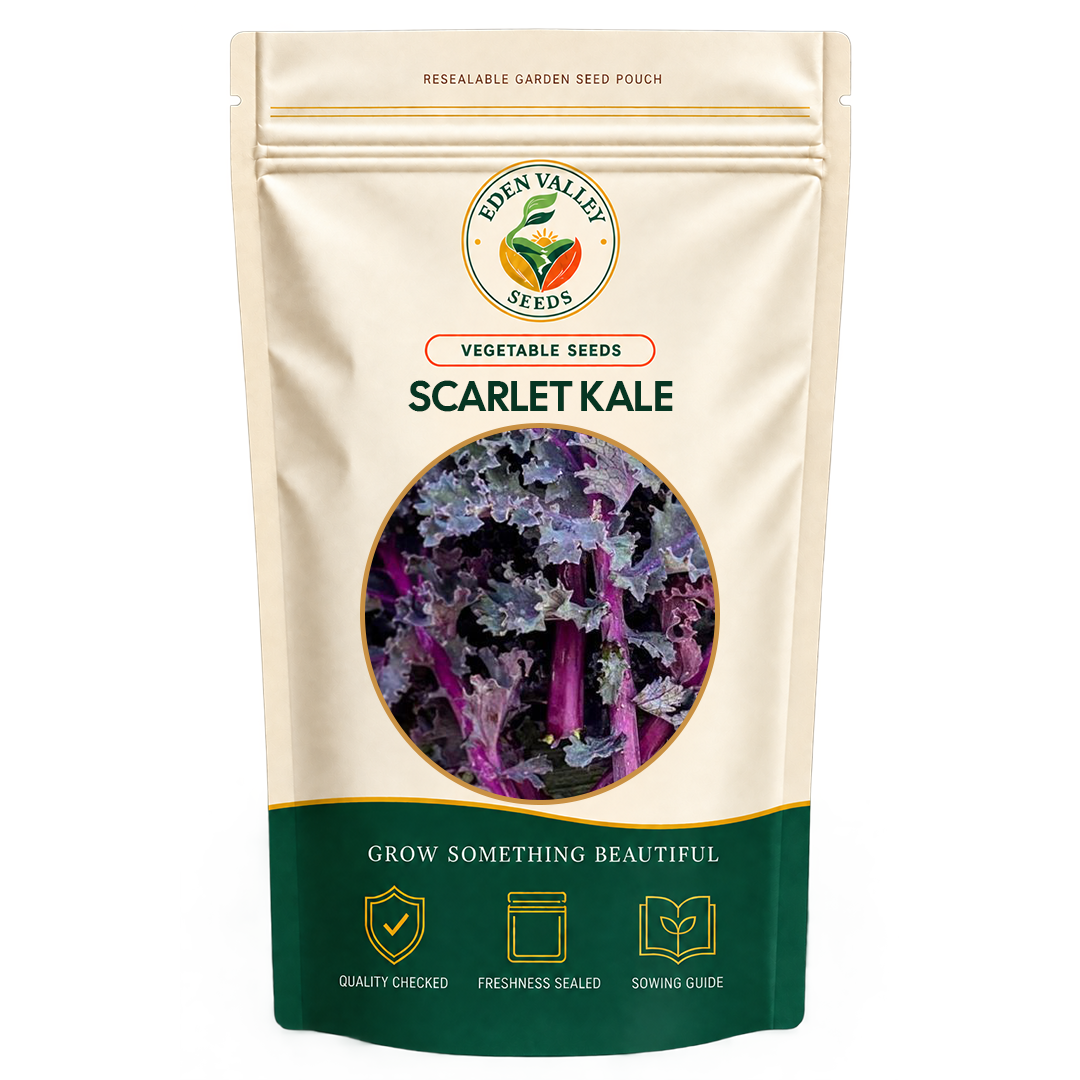 Fresh Scarlet Kale plant with colorful green and purple leaves
