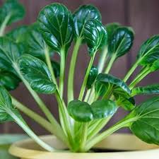 Tatsoi Growing in Home Vegetable Garden
