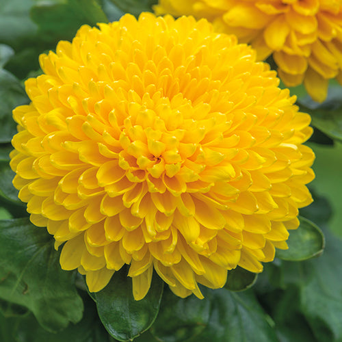 Yellow Chrysanthemum flower seeds