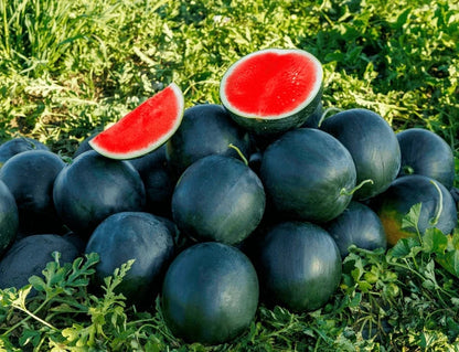 Black Watermelon Fruit Seeds for Planting – Heirloom Non-GMO Garden Seeds