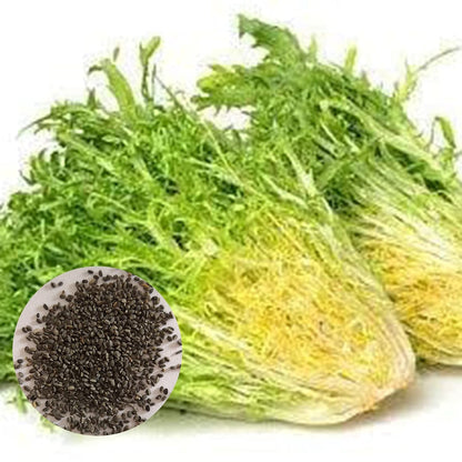 Frisée Endive Vegetable Seeds for Planting – Curly Green Endive