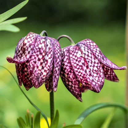 Fritillaria flower seeds