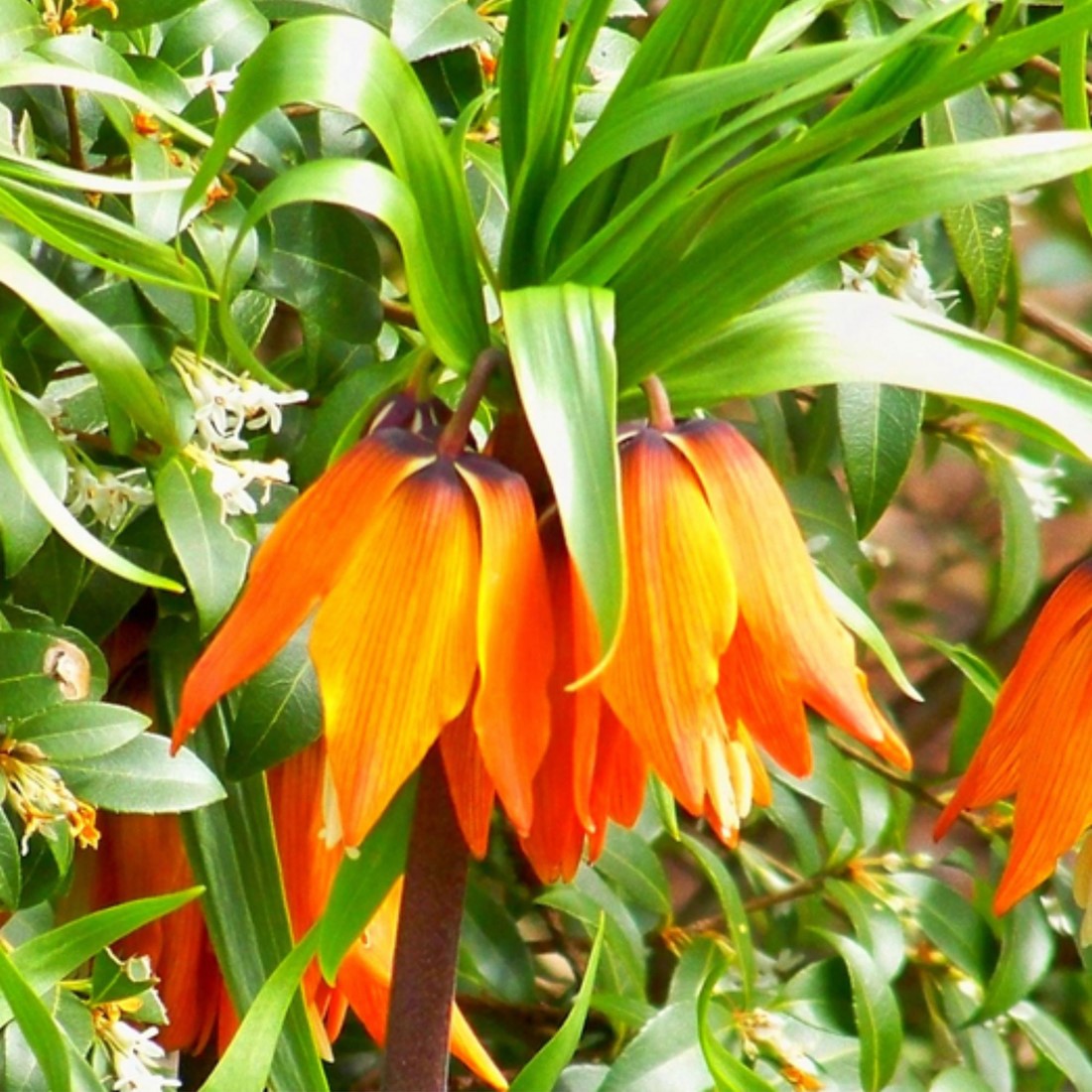 Orange Fritillaria flower seeds