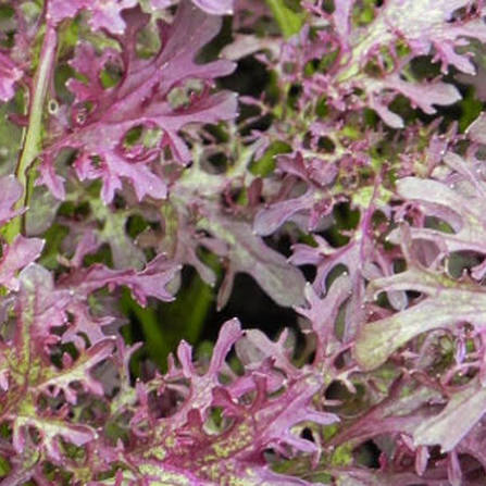 Frizzy Lizzy Mustard Greens